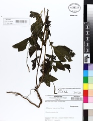 Heliotropium angiospermum