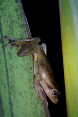Boophis doulioti