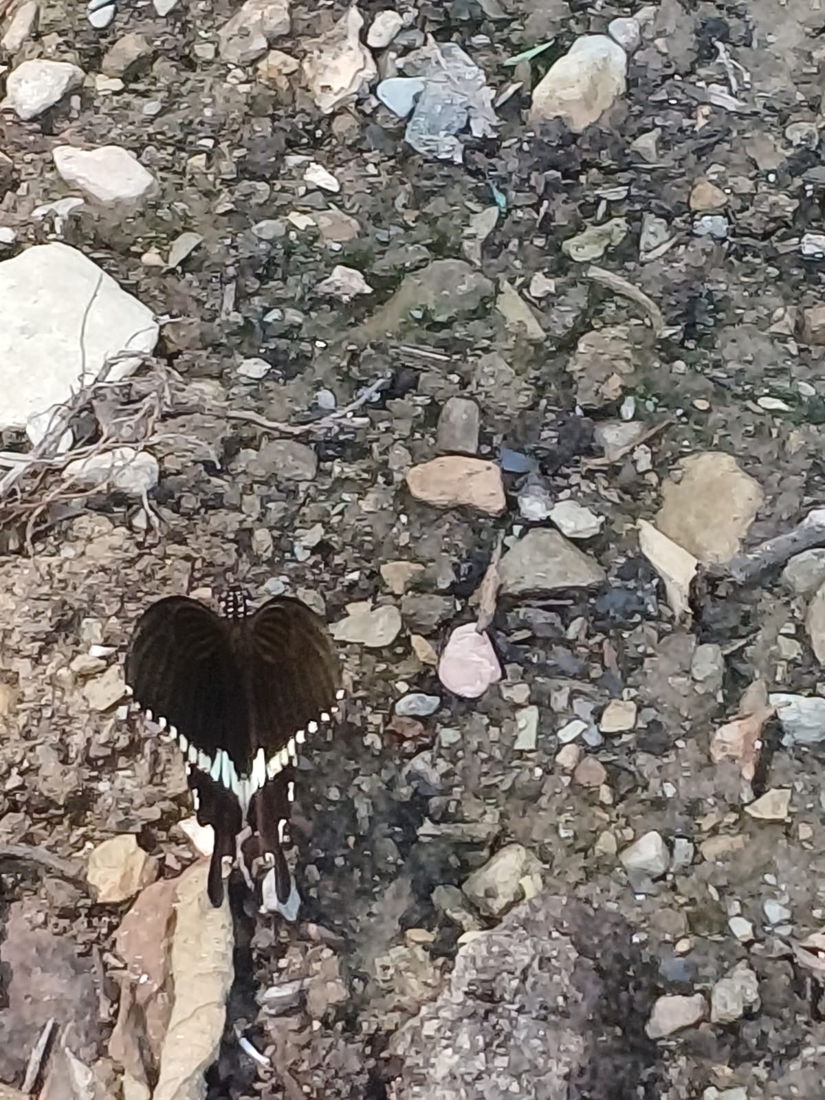 Common Mormon