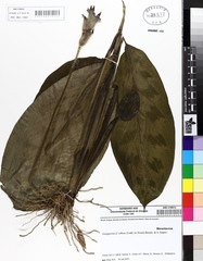 Goeppertia villosa