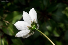 Cosmos palmeri