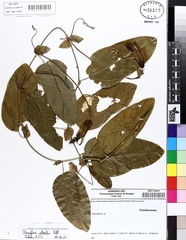 Passiflora silvestris