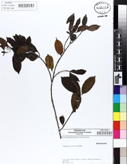Hancornia speciosa