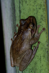 Boophis doulioti
