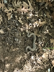 Crotalus cerberus