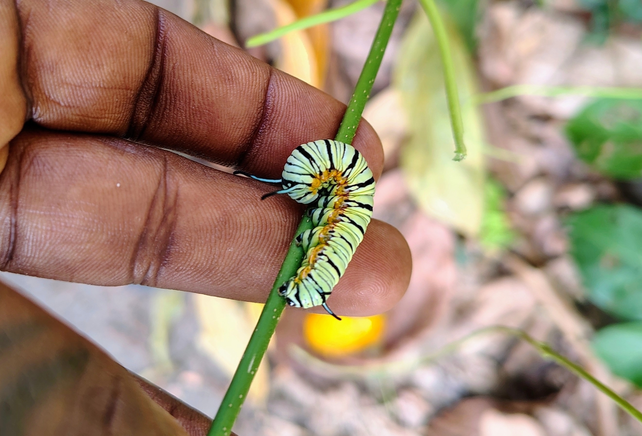 Blue Tiger