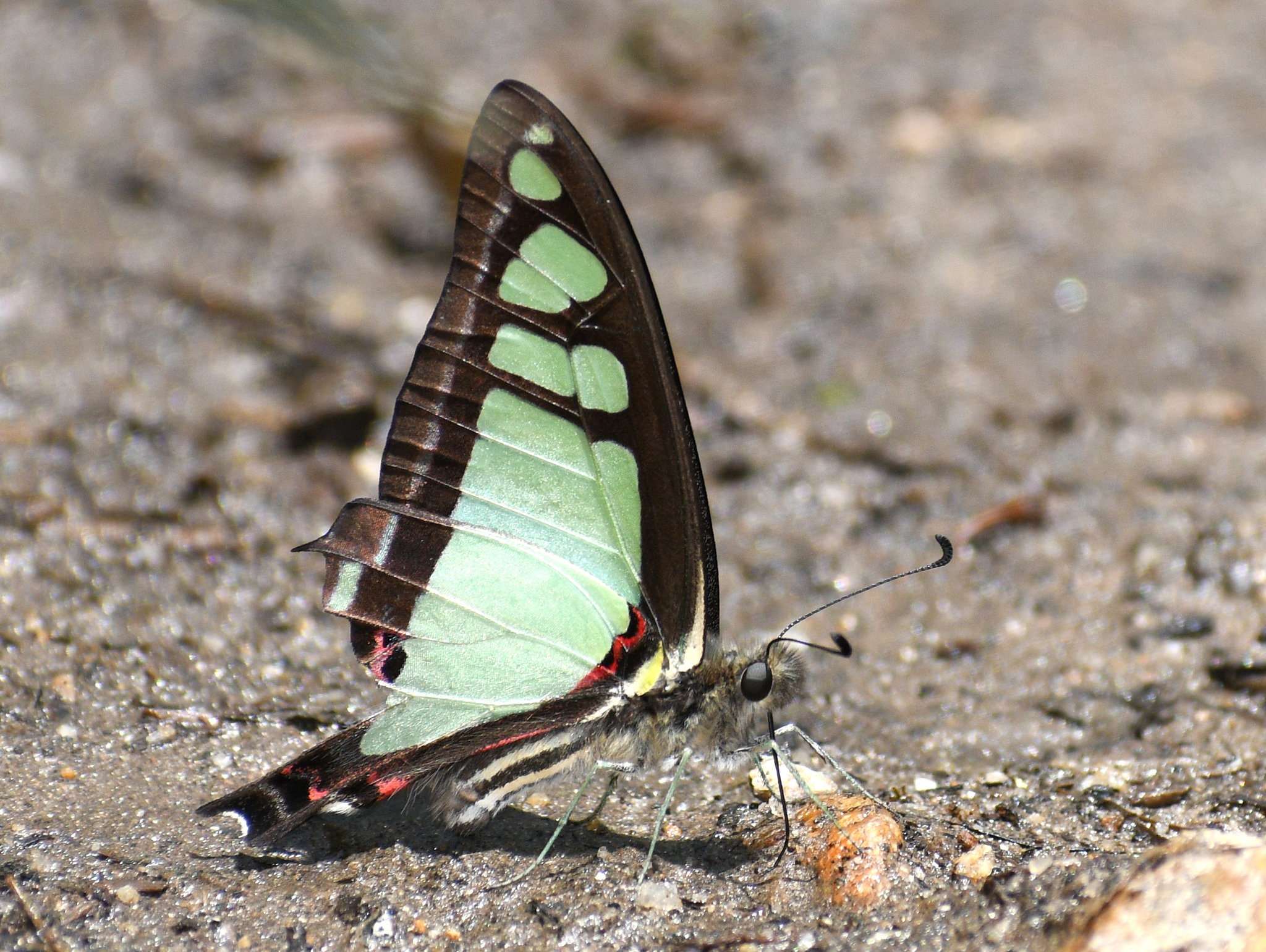 Glassy Bluebottle