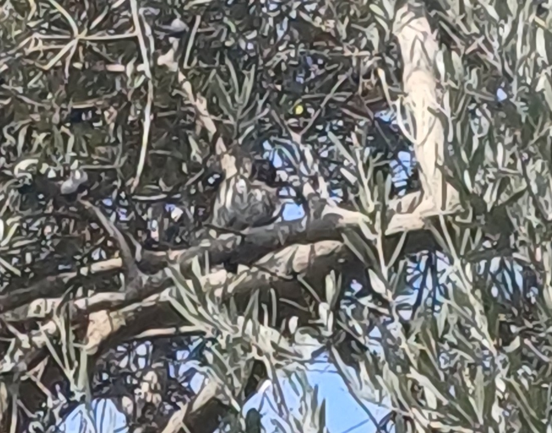 Pacific Pygmy Owl (Glaucidium peruanum), photo 10