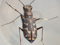 Cicindela tranquebarica vibex
