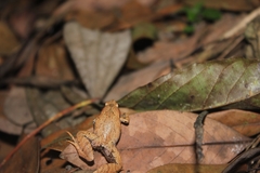 Microhyla achatina