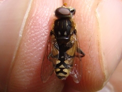 Parhelophilus rex