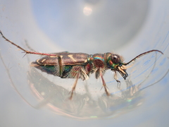 Cicindela tranquebarica vibex