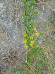 Limbarda crithmoides longifolia