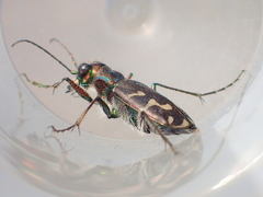 Cicindela tranquebarica vibex
