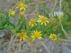 Limbarda crithmoides longifolia
