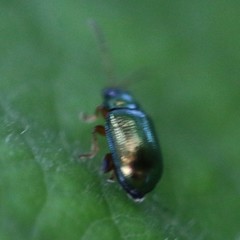 Crepidodera fulvicornis
