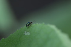 Crepidodera fulvicornis