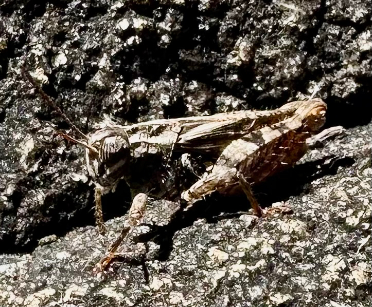Acorypha hemiptera
