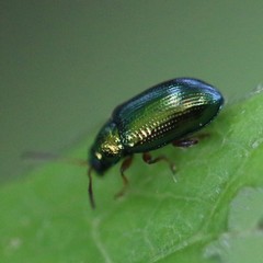 Crepidodera fulvicornis