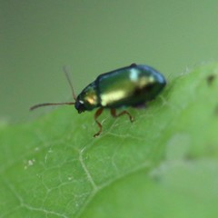 Crepidodera fulvicornis