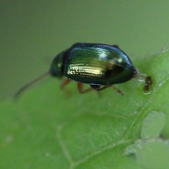 Crepidodera fulvicornis