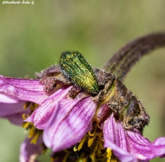 Acmaeodera resplendens