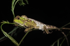 Gonocephalus kuhlii