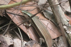 Eutropis carinata