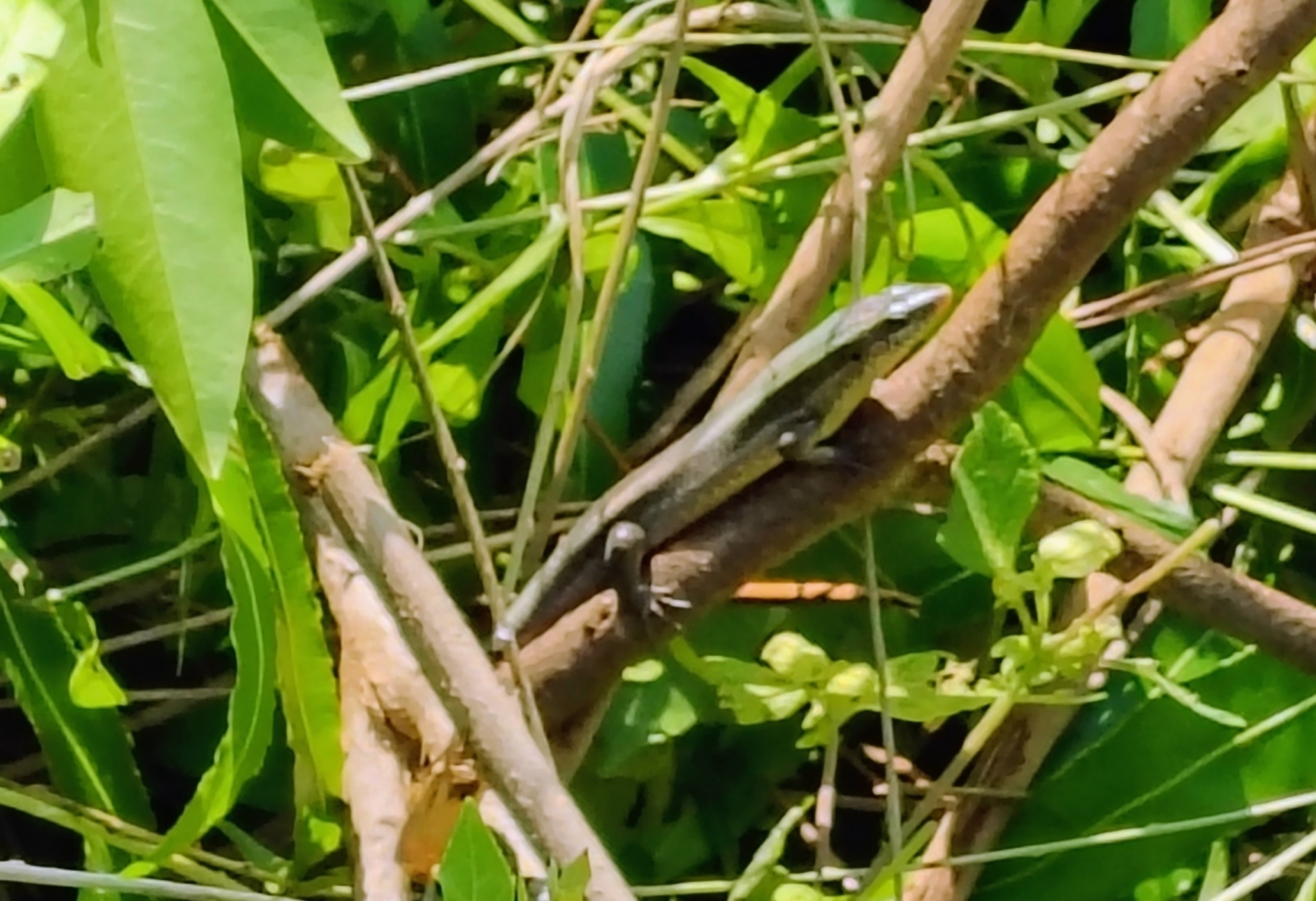 Keeled Indian Skink