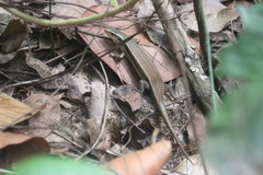 Eutropis carinata