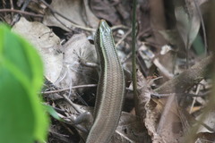 Eutropis carinata