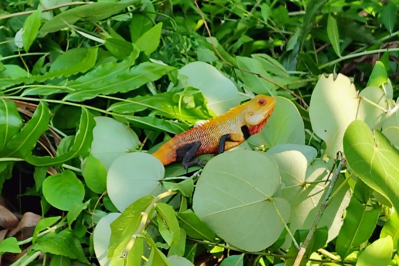 Oriental Garden Lizard