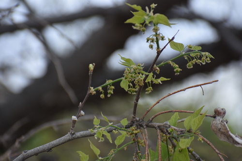 Celtis reticulata (Celtis reticulata)