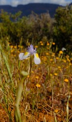 Moraea serpentina