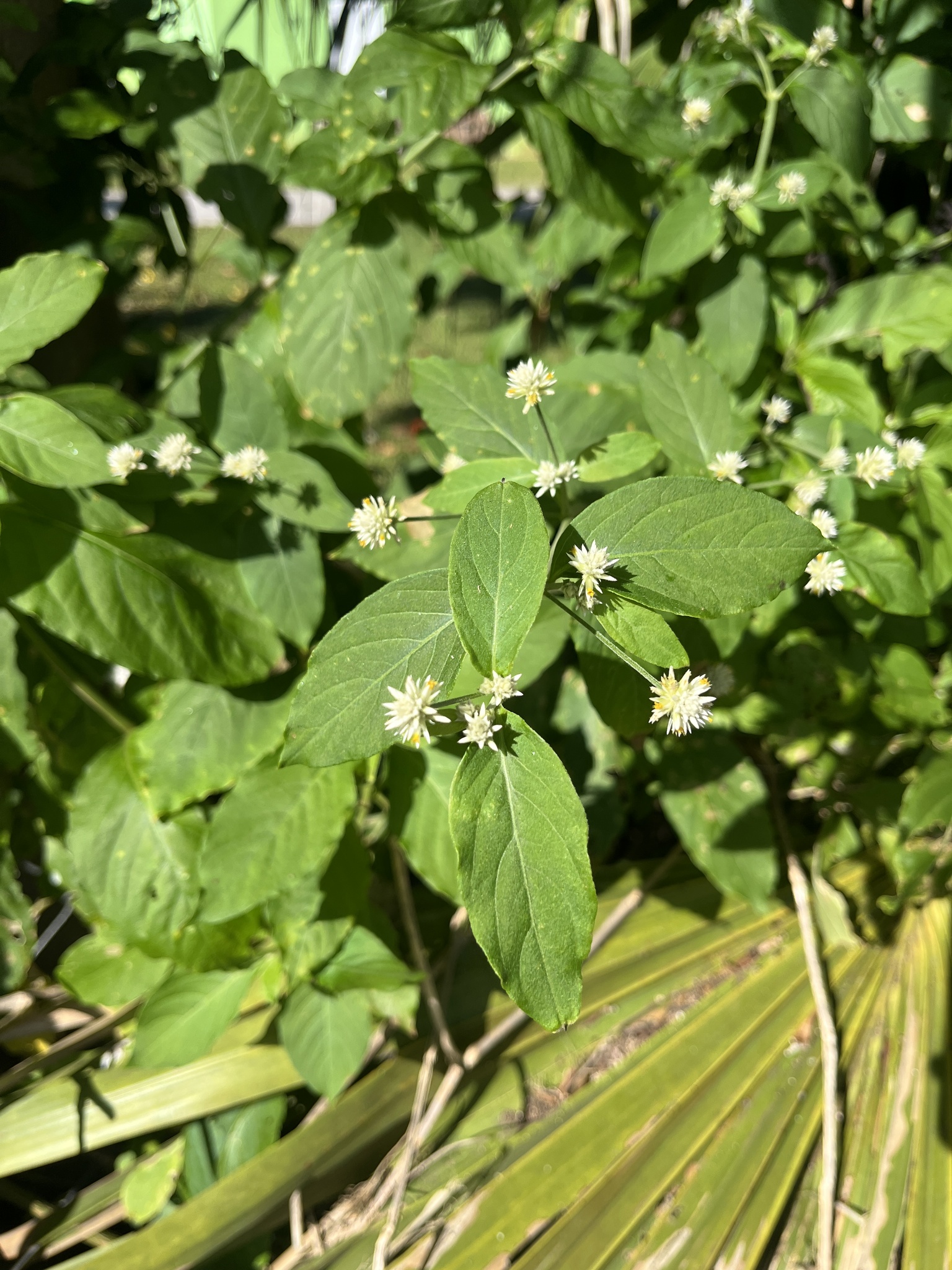 Achyranthes Bettzickiana (Alternanthera bettzickiana)