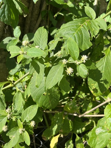 Alternanthera bettzickiana, photograph 3