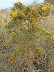 Carlina graeca