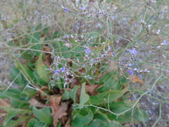 Limonium brevipetiolatum
