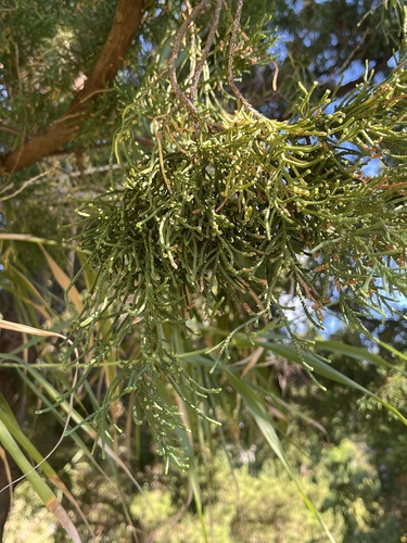 Juniperus bermudiana, photograph 5
