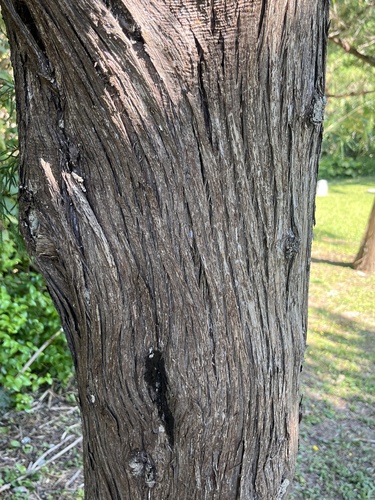Juniperus bermudiana, photograph 6
