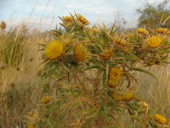 Carlina graeca