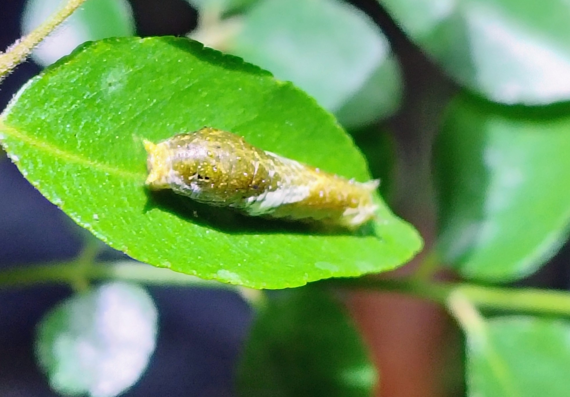 Common Mormon