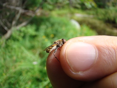 Parhelophilus rex