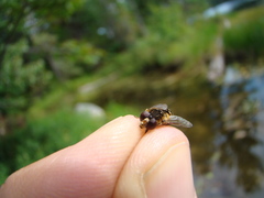 Parhelophilus rex
