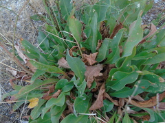 Limonium brevipetiolatum
