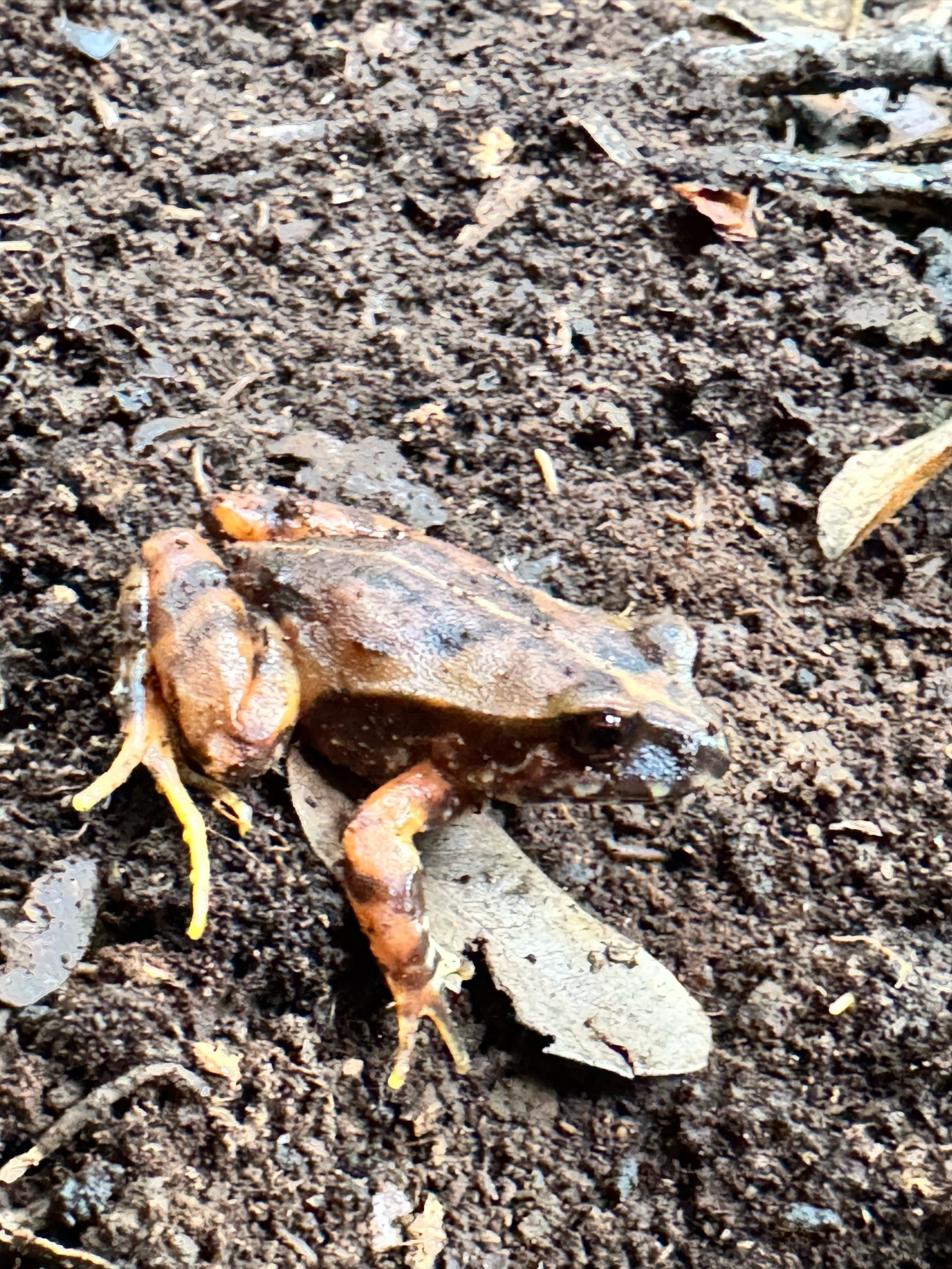 Eupsophus roseus (Duméril & Bibron, 1841)