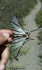 Protographium
