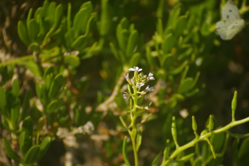 Image of Cakile lanceolata by no rights reserved