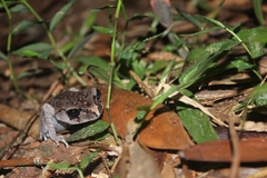 Leptobrachium hasseltii