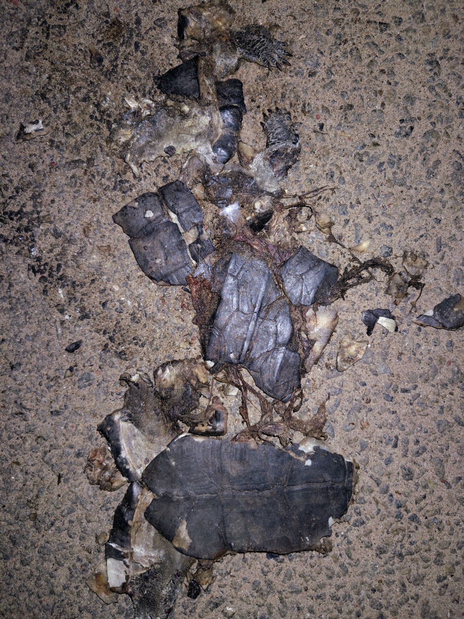 Indian Black Turtle